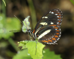Heliconius atthis