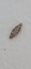 Phereoeca