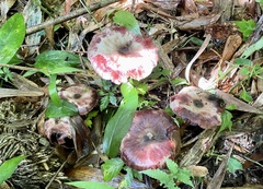 Agaricus abruptibulbus