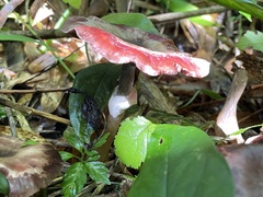 Agaricus abruptibulbus
