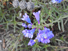Penstemon heterophyllus