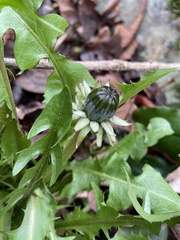 Taraxacum officinale