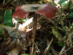Agaricus abruptibulbus