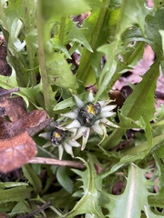 Taraxacum officinale