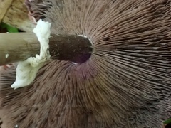 Agaricus abruptibulbus