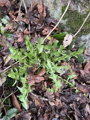 Taraxacum officinale