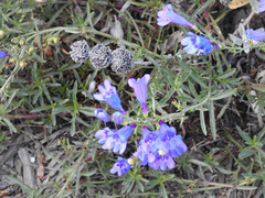 Penstemon heterophyllus