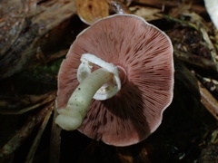 Agaricus abruptibulbus