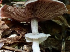 Agaricus abruptibulbus
