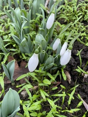 Galanthus elwesii