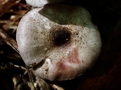 Agaricus abruptibulbus
