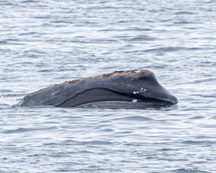 Eubalaena glacialis