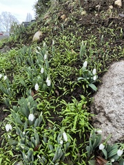 Galanthus elwesii