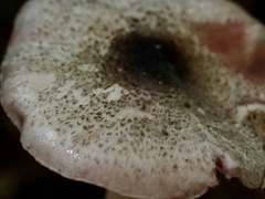 Agaricus abruptibulbus