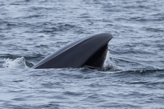 Balaenoptera borealis