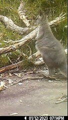 Osphranter robustus robustus