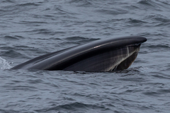 Balaenoptera borealis