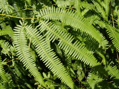 Dicranopteris linearis