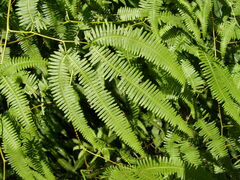 Dicranopteris linearis