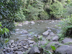 Dicranopteris linearis