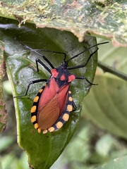 Spartocera