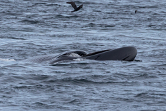 Balaenoptera borealis
