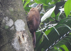 Xiphocolaptes albicollis