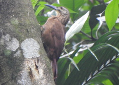 Xiphocolaptes albicollis