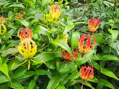 Gloriosa superba
