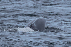 Balaenoptera borealis