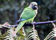 Pyrrhura frontalis