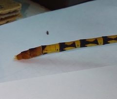 Austroepigomphus turneri