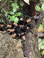 Megaphobema mesomelas