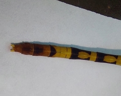 Austroepigomphus turneri