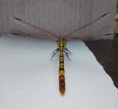 Austroepigomphus turneri