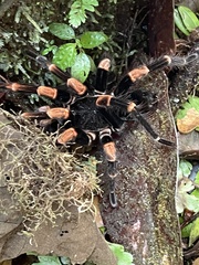 Megaphobema mesomelas