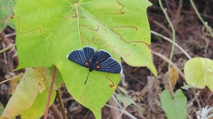 Melanis acroleuca acroleuca