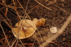 Lentinus
