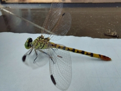 Austroepigomphus turneri