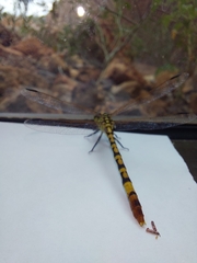 Austroepigomphus turneri