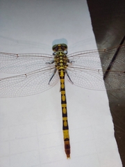 Austroepigomphus turneri