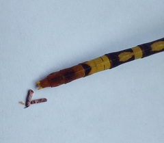 Austroepigomphus turneri