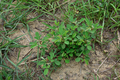 Grona heterocarpos strigosa
