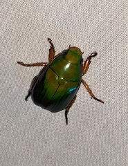 Anoplognathus smaragdinus