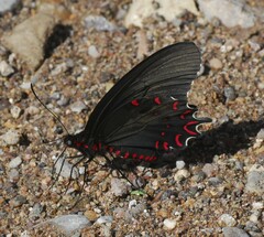 Parides photinus