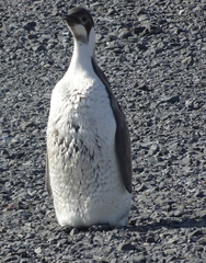 Aptenodytes forsteri