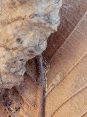 Stigmella apicialbella