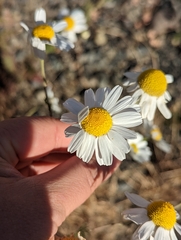 Tripleurospermum