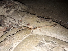 Leptodeira ashmeadii