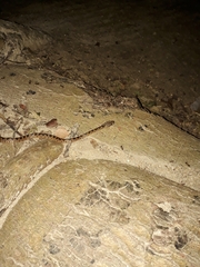 Leptodeira ashmeadii